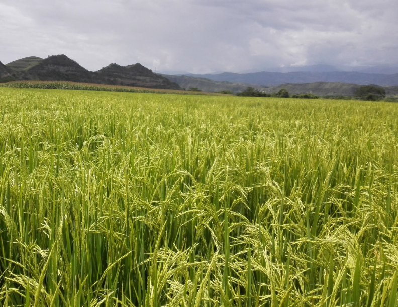 variedad 1 - SATHIRI