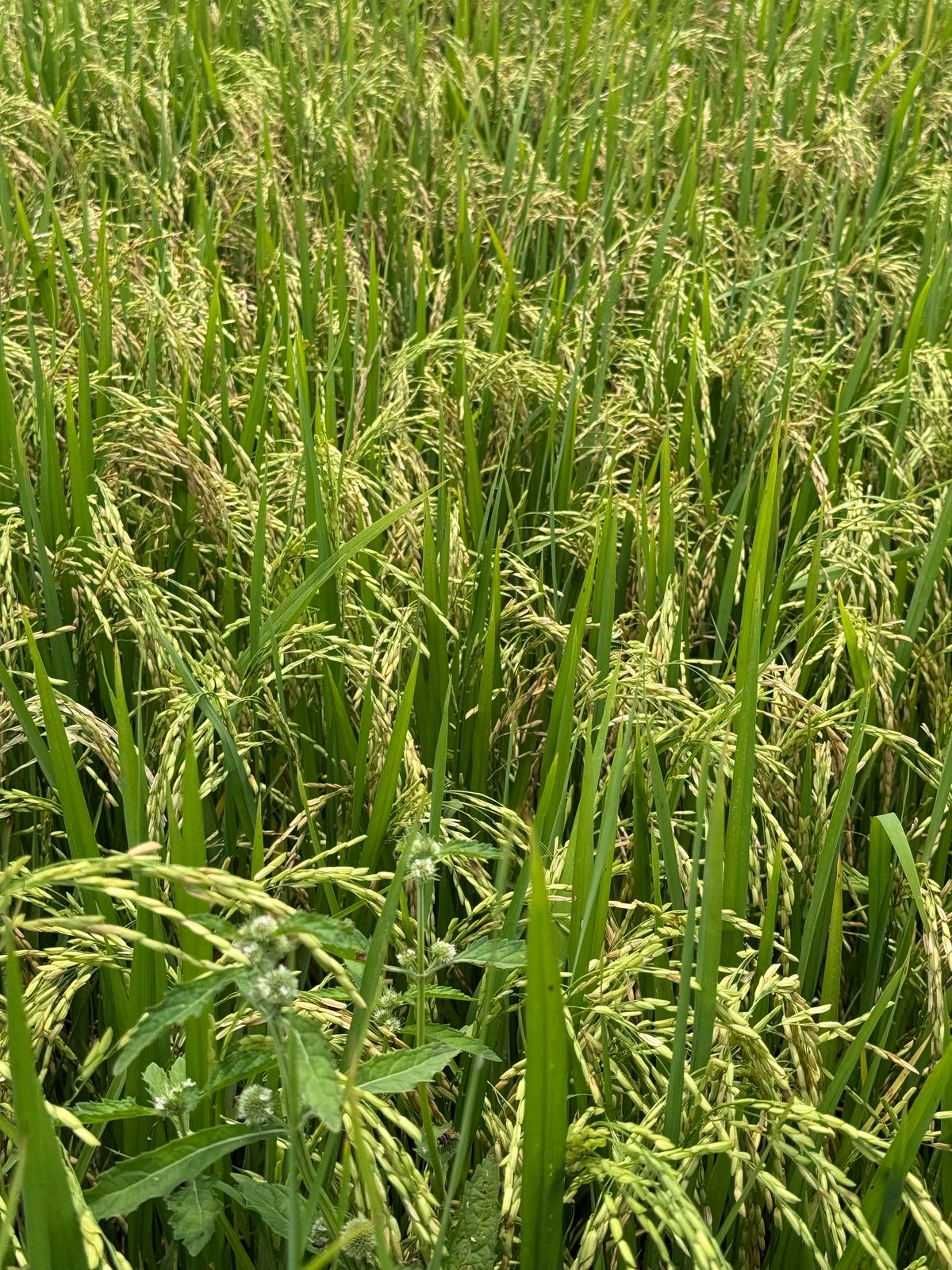 WhatsApp Image 2025-07-23 at 9.18.40 AM (1)