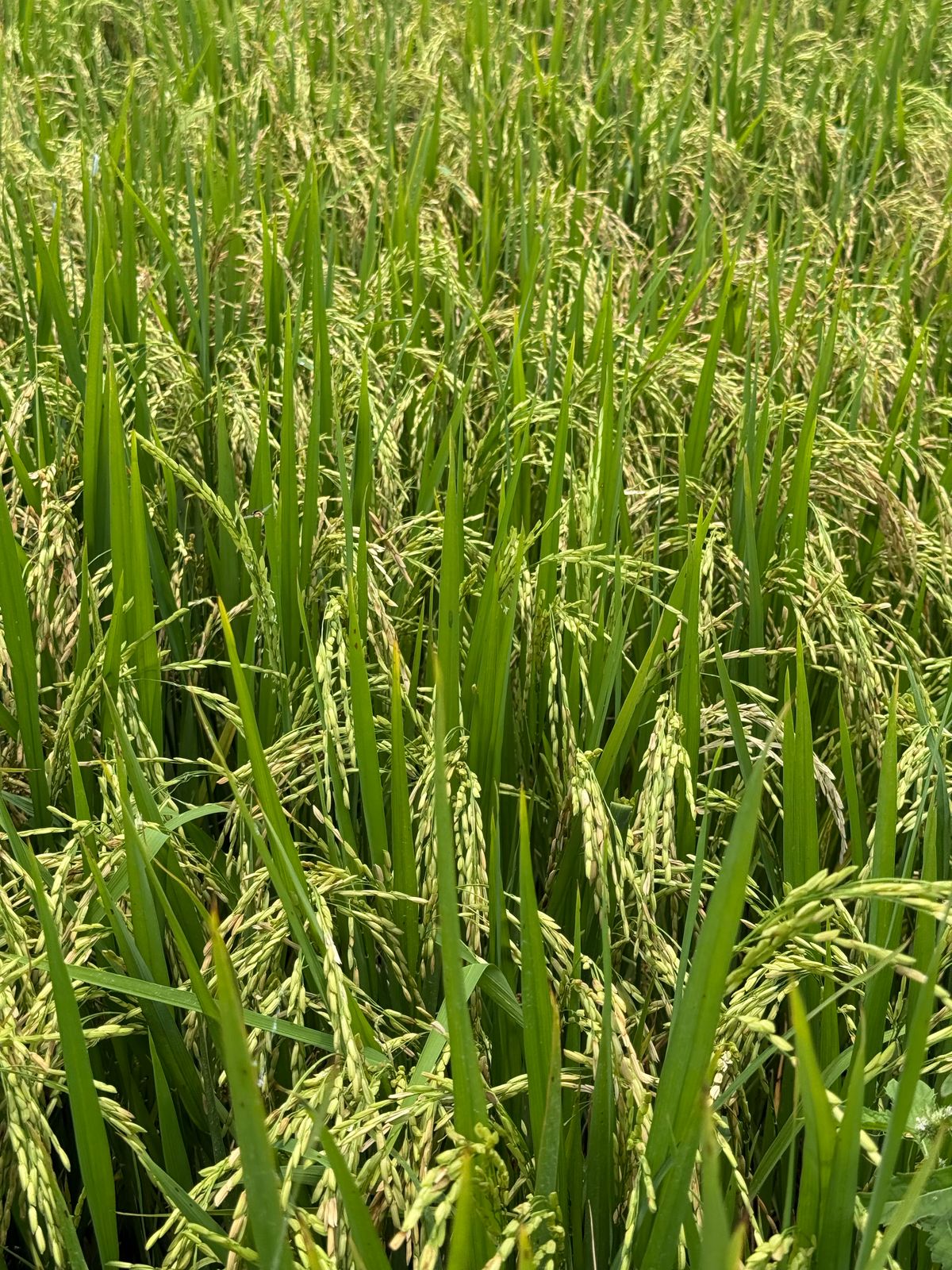 WhatsApp Image 2025-07-23 at 9.18.40 AM