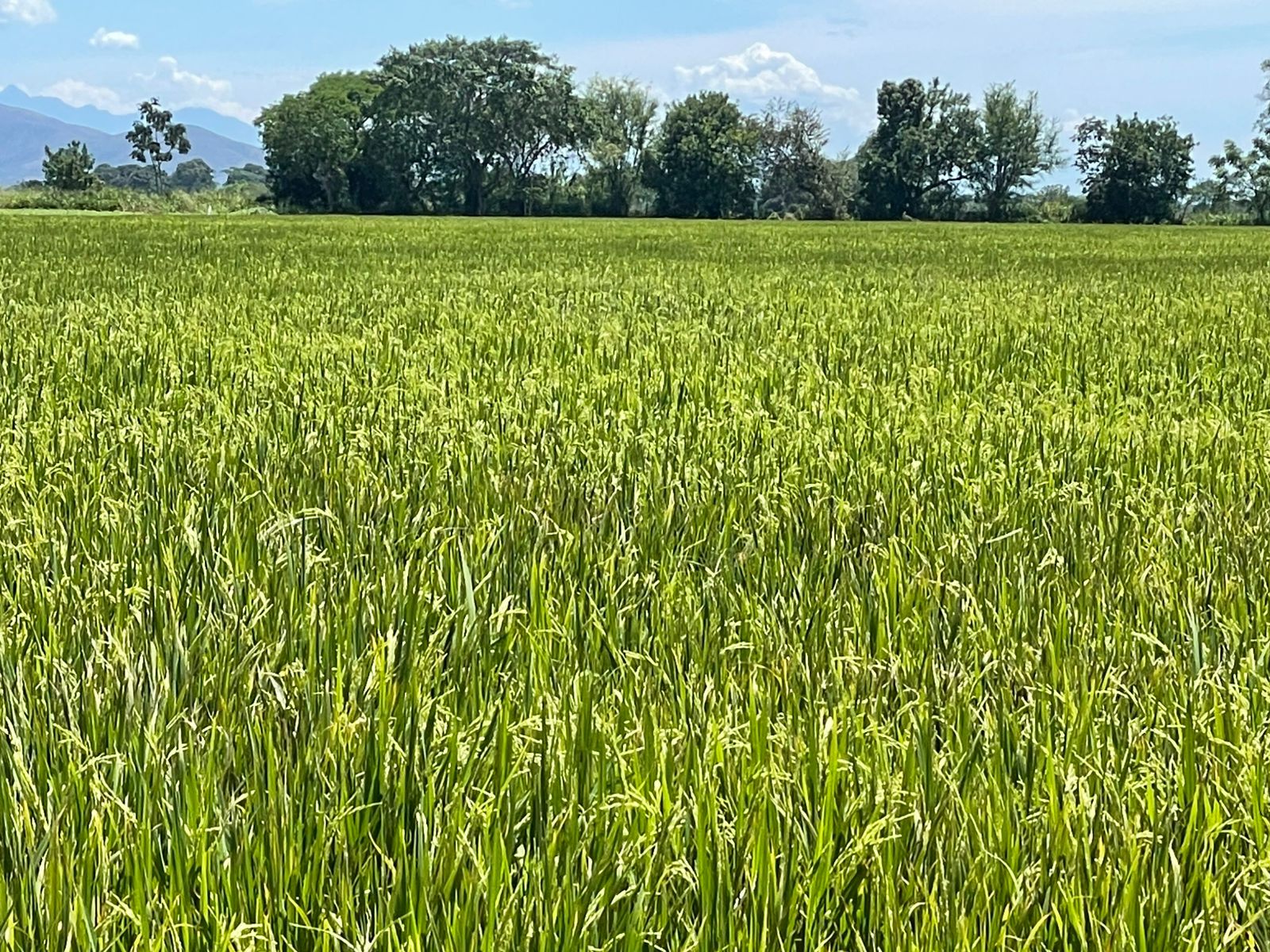 WhatsApp Image 2025-09-17 at 9.12.21 AM