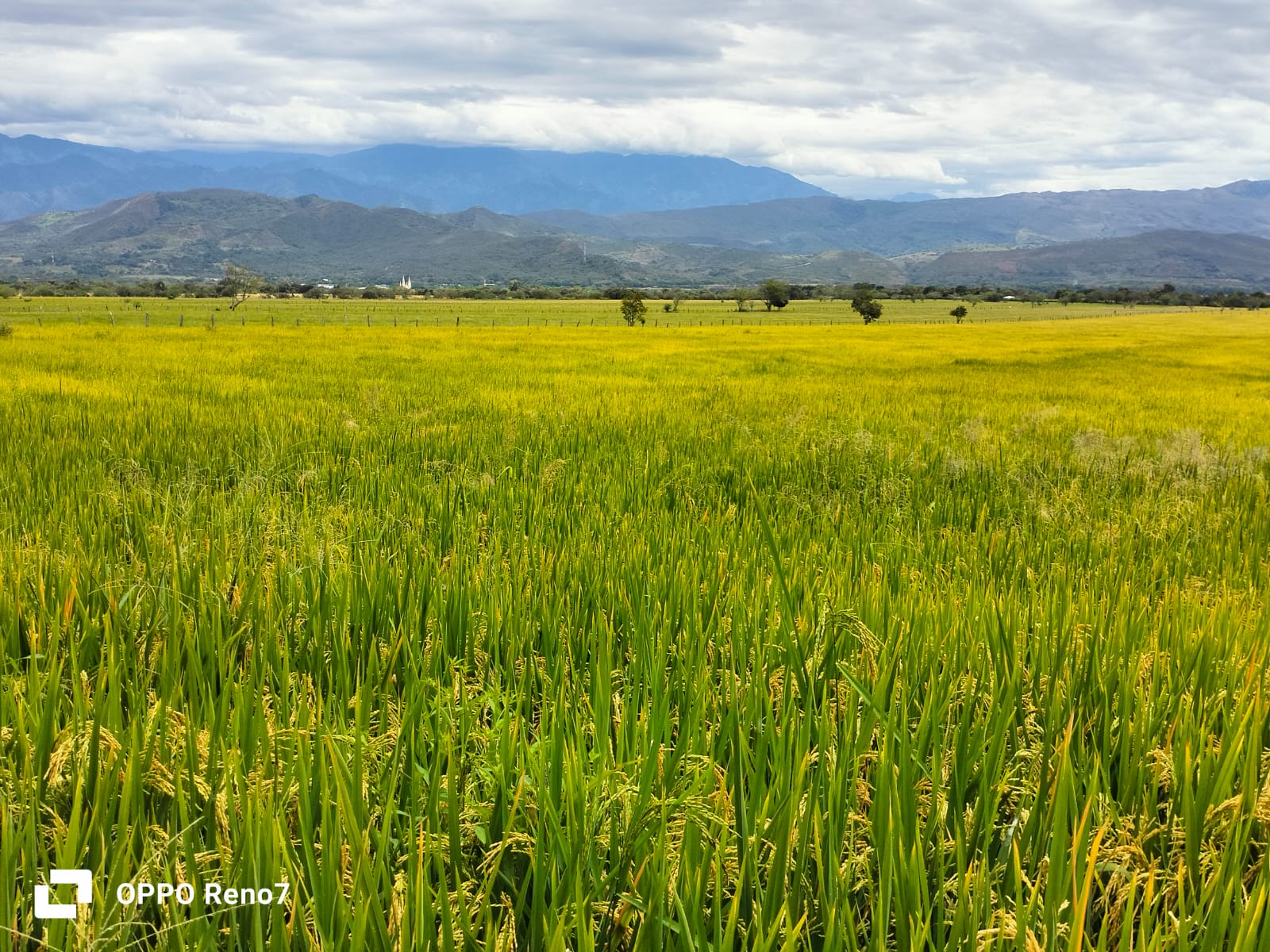 WhatsApp Image 2025-09-17 at 9.13.16 AM